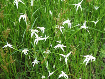 Sušené květiny CAPIM ESTRELA NATUR