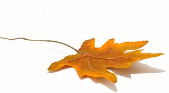 Javorový list hnědý, podzimní dekorace