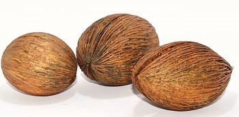 Suché plody Mintola ball bronzový, sušené plody na aranžování  