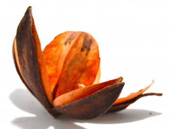 Sušené květiny WILD LILI ORANŽOVÁ