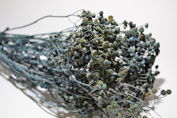 Sušené květiny na aranžování VRATIČ MODRÝ