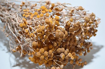 Sušené květiny na aranžování VRATIČ ORANŽOVÝ