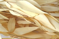 Suché a sušené květiny na aranžování EUKALYPTUS WILLOW