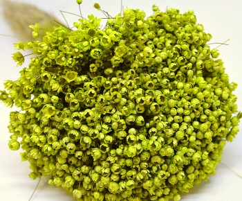  sušené květiny do vázy GLIXIA SVĚTLE ZELENÁ 