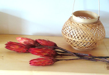 Sušené květiny PROTEA REPENS ORANŽOVÁ