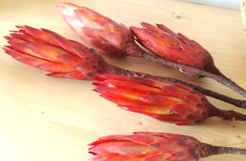 Sušené květiny PROTEA REPENS ORANŽOVÁ