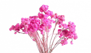 sušené květiny do vázy Helichrysum  růžoová