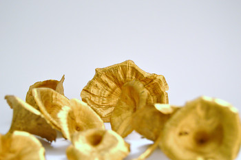 Suché plody Golden mushroom zlatá