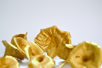 Suché plody Golden mushroom zlatá