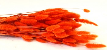 Suché a sušené květiny na aranžování Lagurus oranžový