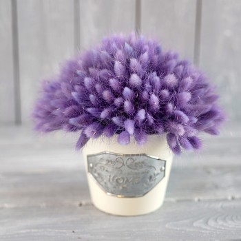 Jak použít lagurus insprace