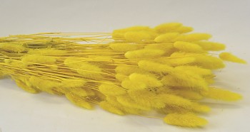 Suché a sušené květiny na aranžování Lagurus žlutý