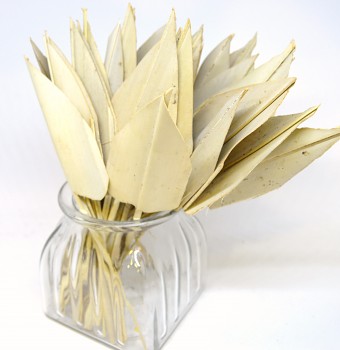 Sušené květiny PALM AROW NATUR