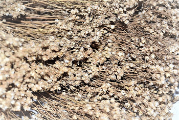 sušené květiny broom bloom natur