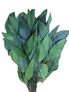 Sušené květiny EUKALYPTUS WILLOW