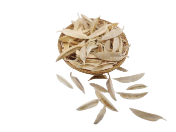 THUJA PETAL BĚLENÉ, sušené plody na aranžování 