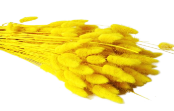 Suché a sušené květiny na aranžování Lagurus žlutý