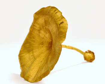 Suché plody Golden mushroom zlatá, sušené plody na aranžování 