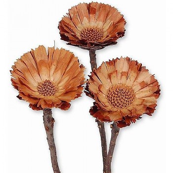 Sušené květiny COMPACTA CORONATHA BROWN