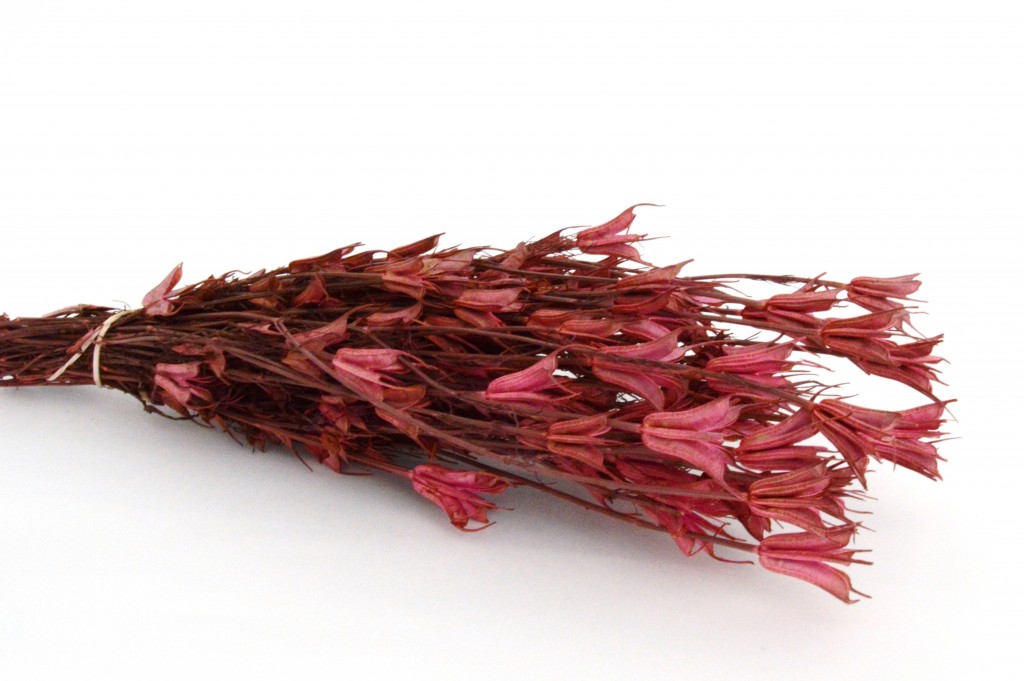 Suche A Susene Kvetiny Nigella Orientale Hneda Susene Kvetiny
