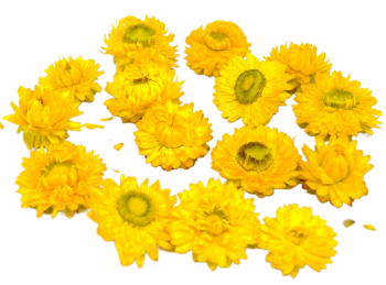 Sušené květiny  SLAMĚNKA ŽLUTÁ