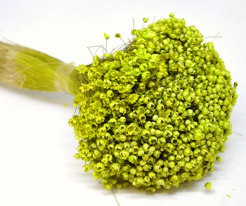 Sušené květiny GLIXIA SVĚTLE ZELENÁ 