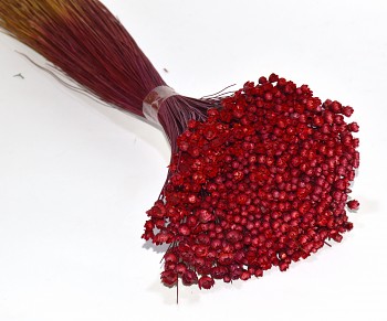 Suché a sušené květiny GLIXIA TMAVĚ ČERVENÁ