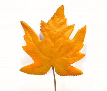 Javorový list hnědý, podzimní dekorace       