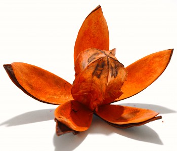 Sušené květiny WILD LILI ORANŽOVÁ