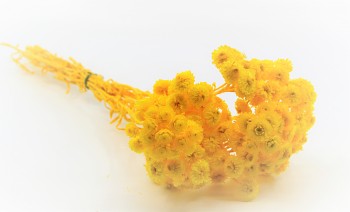 Sušené květiny HELICHRYSUM IMMORTELLE ŽLUTÁ