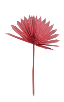 Sušené květiny PALM SUN SPEAR ČERVENÝ