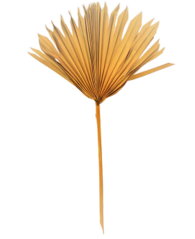 Sušené květiny PALM SUN SPEAR OKROVÝ