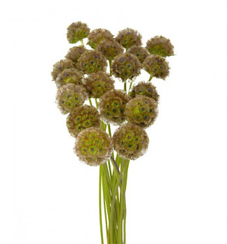 Sušené květiny SCABIOSA STELATA