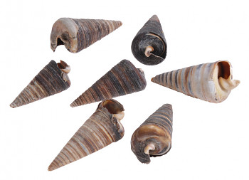 PŘÍRODNÍ MUŠLE CONE SHELL