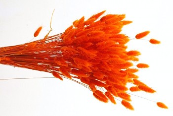 Suché a sušené květiny na aranžování LAGURUS oranžový