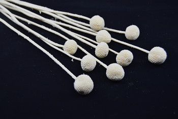 Sušené květiny CRASPEDIA BĚLENÁ