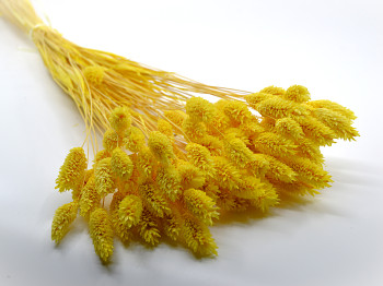 Sušené květiny  PHALARIS ŽLUTÝ