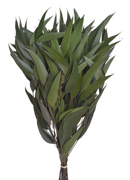 Sušený EUKALYPTUS WILLOW ZELENÝ