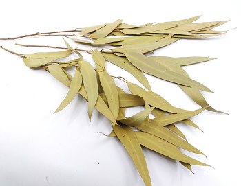 Sušené květiny EUKALYPTUS WILLOW ZELENÝ