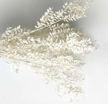 Stabilizované květiny RUSCUS BĚLENÝ