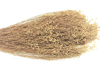 Sušené květiny BROOM BLOOM NATUR