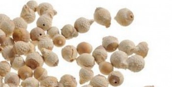 Suché plody Acorn ball, sušené plody na aranžování 